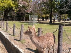 -奈良公园