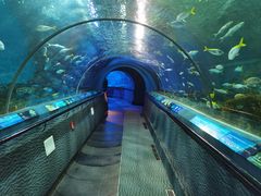 -上海海洋水族馆