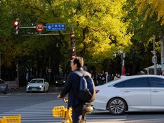 -三里屯东五街银杏大道
