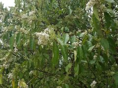 -贵阳市花溪国家城市湿地公园