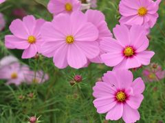 -花开海上生态园