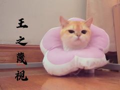 -哆趣宠物医院·眼科·内镜·急重症转诊中心(上海店)