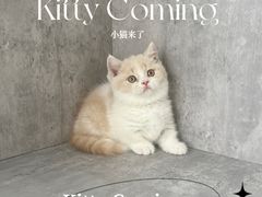 -小猫来了·猫舍(红山六九七九店)