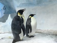 -海合安成都极地海洋公园