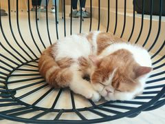-飞行喵MR PILOT|猫舍·猫咖(静安大融城店)