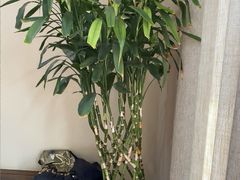 -菩提慧宾养生堂(梦幻亮点世界公园店)