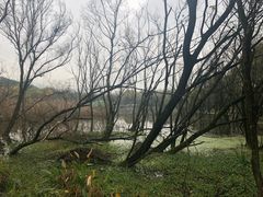 -西湖风景区-江洋畈生态公园