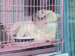 -唐小姐の猫狗洗护·购宠旗舰店(周浦万达店)