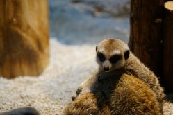 -Zoolung Zoolung动物主题公园(海信广场店)