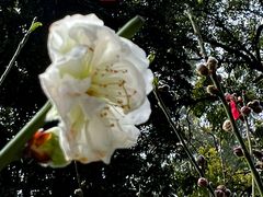 -桃花涧