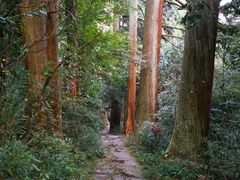 -天目山大树王景区