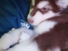 -翊宠yipet猫狗购宠庄园犬舍•猫舍