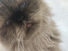 -喵园·猫主题咖啡厅·撸猫·猫咖(国贸店)