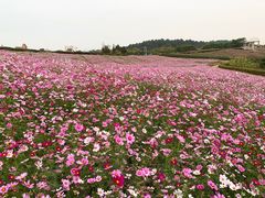 -大塘金香草谷