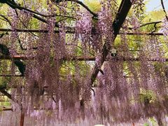 -嘉定紫藤园