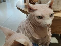 -藏猫猫咖啡主题馆(中央大道店)