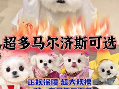 -萌宠之家·腊肠犬·马尔泰·小体犬舍