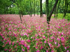 -西湖风景区-江洋畈生态公园