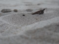 -查汶海滩