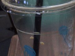 -VESH COFFEE(定西路店)