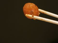蛋黄烧卖-吉祥馄饨(牡丹园店)