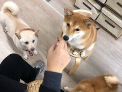 -柴迷FANS CLUB·柴犬狗咖·猫咖