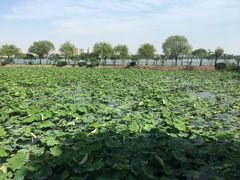 -无锡蠡湖国家湿地公园-蠡园