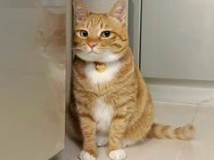 -艾贝尔宠物医院·24H转诊中心·肿瘤猫专科(江宁双龙店)