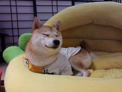 -逗柴咖啡屋·狗咖猫咖宠物桌游