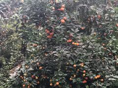 -呀路古热带植物园