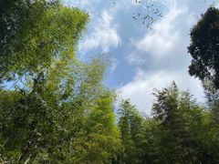 -大余丫山旅游度假区