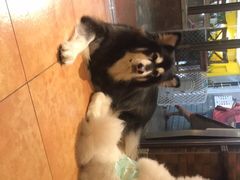 -more than meow吴止猫主题餐厅(承德 中船汇店)