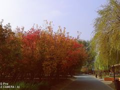 -大兴滨河森林公园