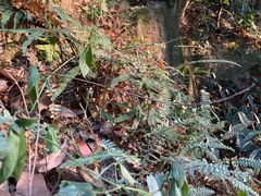 -火炉山森林公园