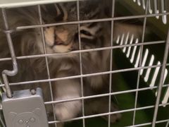 -安安宠医宠物医院·异宠·犬猫内科(岳阳分院)