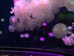 -太平洋海底世界博览馆·展览厅