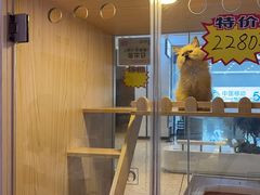 -爪爪喵星球·猫舍(前海卓越店)