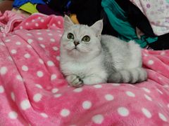 -lincat·猫舍(广州店)