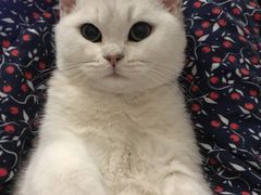 -宠爱国际动物医院·消化内科·心肾内科·ISFM猫友好(望京店)