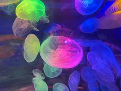 -太平洋海底世界