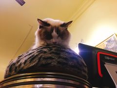 -猫色咖啡·猫咖