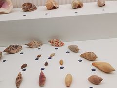 -青岛贝壳博物馆