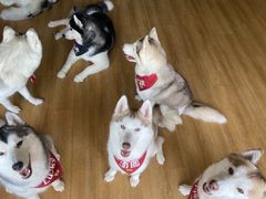-Husky Go! 哈士奇体验馆·宠物咖啡厅狗咖
