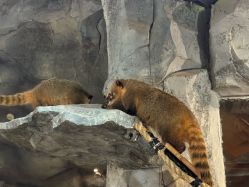 -Zoolung Zoolung动物主题公园(海信广场店)