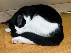 -小龙坎火锅(全球旗舰店)