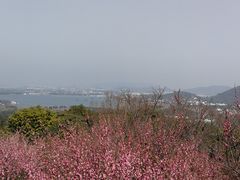 -香雪海