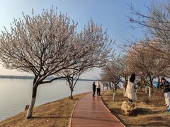 -丁香湖公园