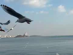 -青岛海滨风景区