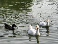 -扬州瘦西湖温泉