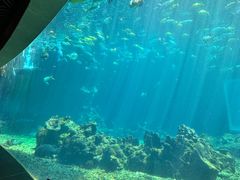 -涛·海底餐厅·美人鱼·自助餐·海底隧道(三亚海棠湾洲际度假酒店)